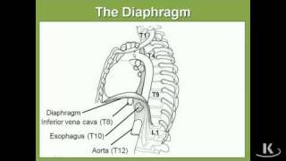 Anatomija  Dijafragma [upl. by Gunzburg]