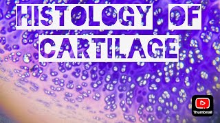 Histology of cartilage Microscopic view of cartilagehyaline Elasicfibrocartilage [upl. by Catto]