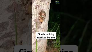 cicada molting failurecicada सिकाडा insect [upl. by Atirahc]