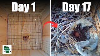 Empty Nest to First Egg in 5 Minutes  House Wren Timelapse [upl. by Ayatan720]