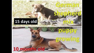 german shepherd indian pariah mix puppy growing from 2 weeks to 10 months [upl. by Manoff]