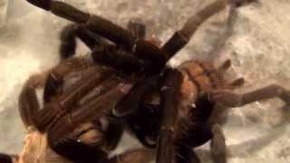 Tarantulas  The Weird and Wonderful World of Mating [upl. by Anial]