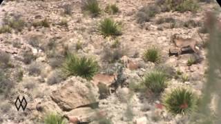 Culling Aoudad Ewes In West Texas  Slow Motion With Vapor Trace [upl. by Purdum319]