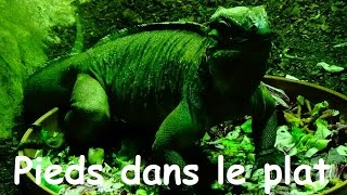 Cyclura cornuta Bonnaterre 1789 HD Iguane rhinocéros  Ménagerie Paris  102014 [upl. by Ytsirk]