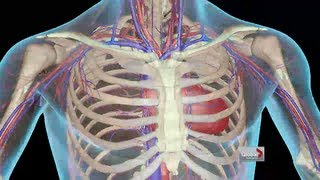 How the body reacts to extreme heat [upl. by Cibis]