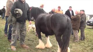 Ballinasloe Horse Fair [upl. by Eninnej]