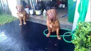 Stout Dogue de Bordeaux bathtime [upl. by Gibby]