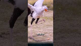 The mythical bird of the Sahara Desert the secretary bird the terror of all venomous snakes [upl. by Eilsel]