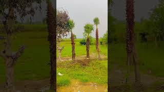 Washingtonia palm plants youtubeshorts viralvideo [upl. by Okim107]