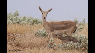 Goitered gazelle  Gazella subgutturosa  Urfa Ceylanı [upl. by Barkley]