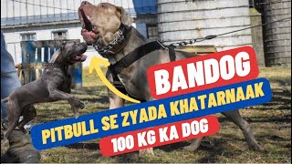 Bandog  Everything About Bandog  Bandog Facts in Hindi [upl. by Ileray444]