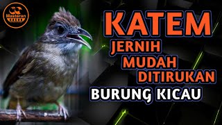 MASTERAN GACOR KAPAS TEMBAK SUARA JERNIH MUDAH DITIRUKAN BURUNG KICAU [upl. by Inan]