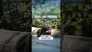 Chienloup PHOBIQUE  décryptage [upl. by Kynthia]