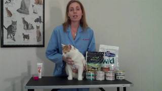 Recognizing and Managing Constipation in Cats [upl. by Brynna]