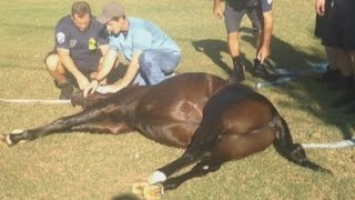 Horse snores during its own rescue [upl. by Coop]