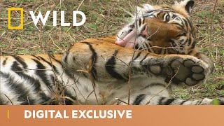 India’s Tiger Kingdom  Asia’s Wild Secrets  National Geographic Wild UK [upl. by Maller693]