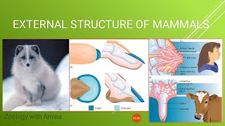 10 Traits of Mammals [upl. by Adeys]