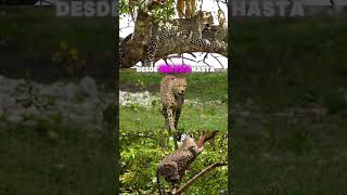 ¡DESCUBRE CÓMO LOS LEOPARDOS USAN SU INCREÍBLE FUERZA Y CAMUFLAJE PARA DOMINAR LA SELVA leopardo [upl. by Rupert]