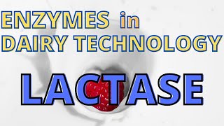 FOOD TECHNOLOGY  Role of Enzymes in Dairy Industry  Lactase  Lactose Intolerance [upl. by Cornelia]