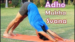 Adho Mukha Svanasana  Downward Facing Dog Pose  2 Minutes Full Body Stretch Yoga Health [upl. by Emiaj]