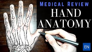 Hand Anatomy overview [upl. by Fruin]