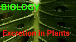 Excretion in plants homeostasis biology [upl. by Iemaj]