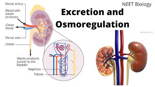 Excretion and Osmoregulation  Human Excretory System [upl. by Neelrad387]