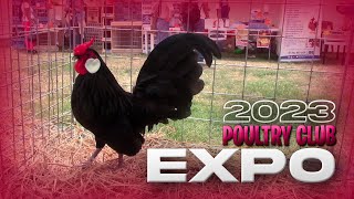 EXPO de GALLOS ORNAMENTALES en LIMA  PERU del POULTRY CLUB 2023  Orla Tenorio 🐓 🐣 [upl. by Niel108]