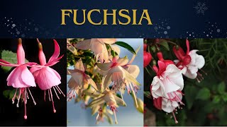 FUCHSIA  All About Fuchsia Flower  Information About Unique Flowers  Natures Beauty [upl. by Fatsug863]