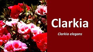 Clarkia elegans Clarkia Mountain Garland [upl. by Sedinoel]