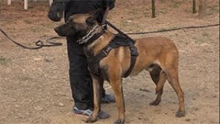 如何輔導創傷工作犬 PSA Decoy Nick Meier rebuilding a tramatized protection dog [upl. by Dennet]