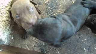 Pitbull Fighting Puppies [upl. by Allicserp]