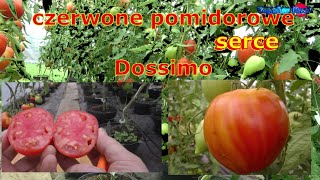 czerwone pomidorowe serce Dossimo [upl. by Murton332]