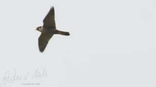 Wanderfalke im Flug peregrine falcon in flight [upl. by Sicular]