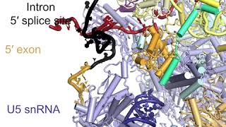 RNA Splicing by the Spliceosome Supplemental Video 3 [upl. by Nidraj]