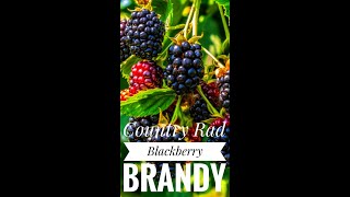 How to make Moonshine Mash Blackberry Brandy [upl. by Gwendolin945]