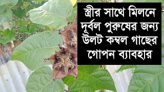 ওলট কম্বল গাছের যে উপকারিতার কথা অনেকেরই অজানা  ulot kombol gach  লতা পাতার গুনাগুন [upl. by Nylarat]