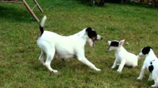 Fox Terrier games [upl. by Annot]