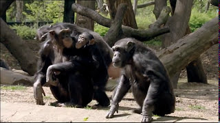 Animals Like Us  Animal Emotions  Wildlife Documentary [upl. by Brosy872]