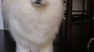 Samoyed Talking [upl. by Etyam591]