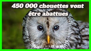 450 000 chouettes rayées vont être abattues pour sauver leurs cousines [upl. by Coster]