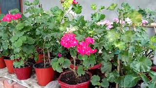 Geranium plant care in summerZinnia फुल्नु थाल्यो 🥰 मेराे फूलबारीको सुन्दर फूल ❤️ [upl. by Zared]