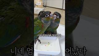 잠못자고 이유식줘도 사람보다 부모가 좋은 아기새들 아기앵무새 아기새성장과정 cuteparrot 크림슨벨리드코뉴어 앵무새키우면좋은점 귀여운앵무새영상 bird asmr [upl. by Vernita]