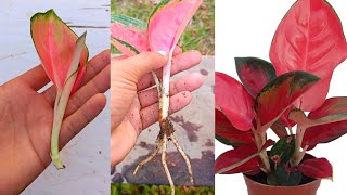 How to grow Aglaonema plant  How to propagate Aglaonema from cuttings [upl. by Enamart]