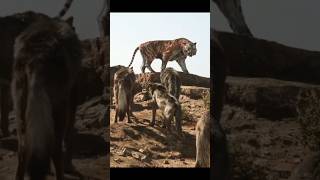 Wolf क्यों इतने खतरनाक होते हैं 🤔🤯By info fact News [upl. by Chrissie676]