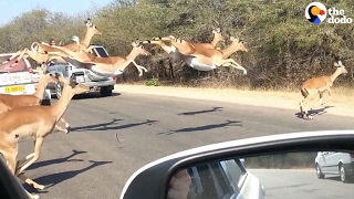 Impalas Leap Across The Road [upl. by Drageruaeb345]