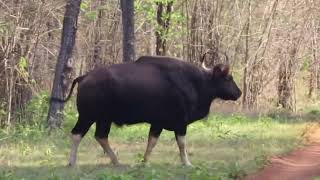 Safari At Tadoba Tiger Reserve [upl. by Radferd]