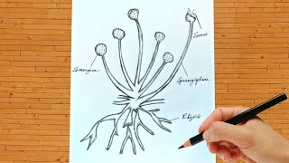 How To Draw Spore Formation In Rhizopus Diagram  Spore Formation In Rhizopus Class 10 [upl. by Haididej]