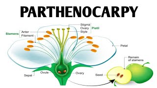 Parthenocarpy  Artificial Seedless Fruit production  How to induce parthenocarpy [upl. by Herodias]