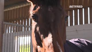 Cheltenham Festival Stable Tours Barry Fenton amp Paisley Park [upl. by Dardani]